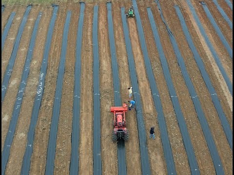 Our New Adventure - Starting a Lavender Farm