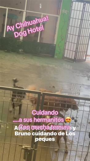 Ay Chihuahua ! on TikTok