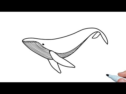 How to draw a Humpback Whale easy step by step for beginners