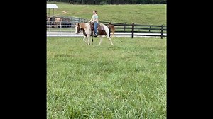 11K views · 53 reactions | ❌PENDING❌ GRACE12 year old haffie cross...