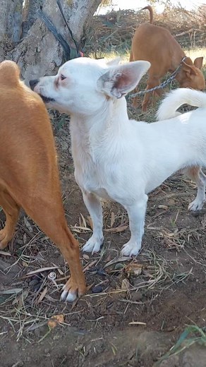 135K views · 602 reactions | Chien pinscher chihuahua | Knox Yvo | Facebook