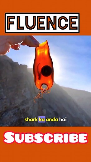 This Is How Sharks Are Born!#shorts