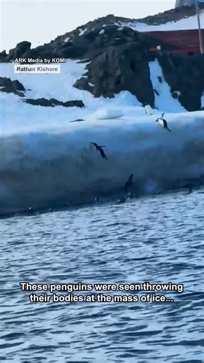 They’re trying so hard 🥹🐧