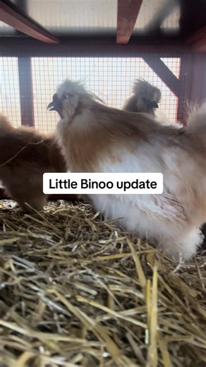 It’s been a while…. Here’s a little update of Binoo. #binoothechicken