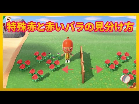 【あつ森】特殊赤の赤いバラと普通の赤いバラの見分け方【あつまれどうぶつの森】