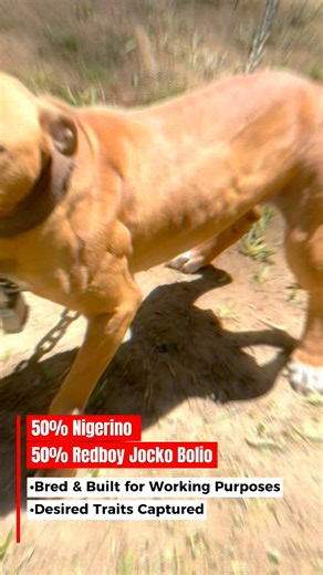 454 reactions · 18 shares | McNabb’s Finesse2Tymes Open for Stud to...