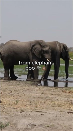 Starting High School in Botswana 🐘 | Alumni Memories