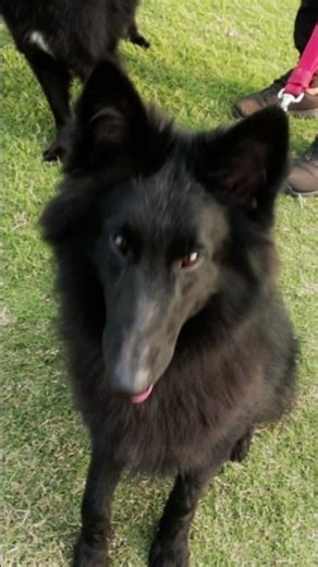 Belgian Shepherd (Groenendael ) Training