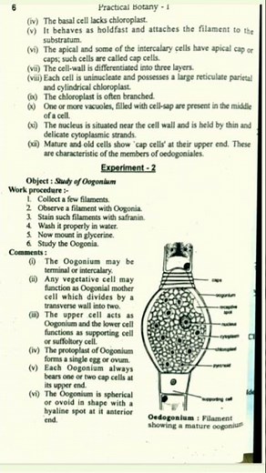oedogonium practical zoology bsc part 1