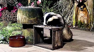 5.4K views · 2.2K reactions | Paws off the Table Mrs Lumpy  Please tell me where Mr Lumpy is 說❤️ If anyone would like to support us and our causes purchases and donations help in the online shop 力❤️ https://www.mrlumpyandfriends.com/donate Www.mrlumpyandfriends.shop/shop  | Mr Lumpy & Friends. | Facebook