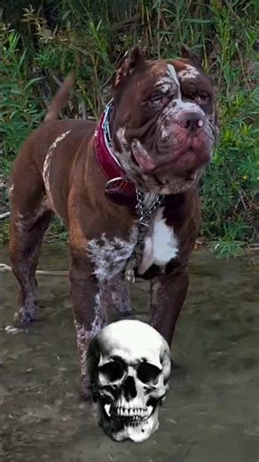 Pitbull dogs can't be scary 💀☠️|#shorts #ytshorts #trending