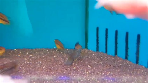 The stunning Golden -Eyed Dwarf Cichlid ( nannacara anomala). Our beautiful little Dwarf cichlids are really starting to come into their own now, this stunning male displays in front of several females. Distribution. South America: Aruka River in Guyana, east to the lower Marowijne River in Suriname. Maximum Size. 7cm Temperature . 22-25°C Water Parameters. Soft, slightly acidic conditions are best long-term. pH: 6.0-7.2, dH: up to 8 degrees. Lighting. No special requirements Sexual Dimorphism .