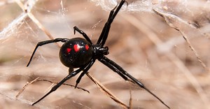 Garden Spiders in Texas: 29 Common Spiders in Gardens