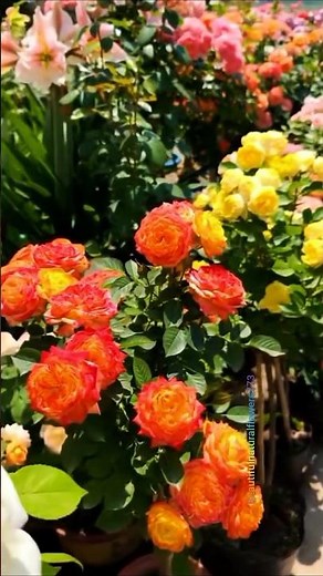 A quiet morning in the rose garden. Thousands of roses in full bloom