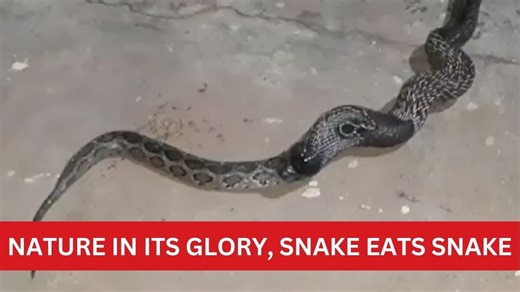 On Camera: Cobra swallows Python, rare snake encounter stuns locals in Mysuru