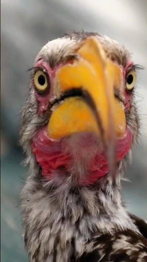 The southern yellow-billed hornbill (Chrysorhynchus leucomelas)