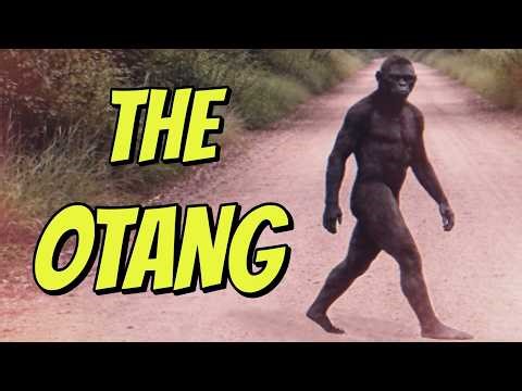 South Africa's Sasquatch: The Otang