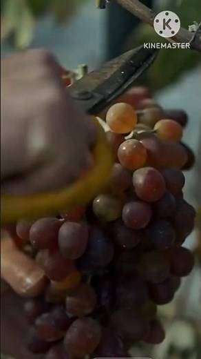 Village Style Grape Wine Making 🍷 | 100% Natural & Easy Process at Home” #grapevine #redwine