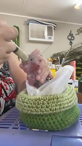 144K views · 2.6K reactions | Galah nestling eating habits are loud,...