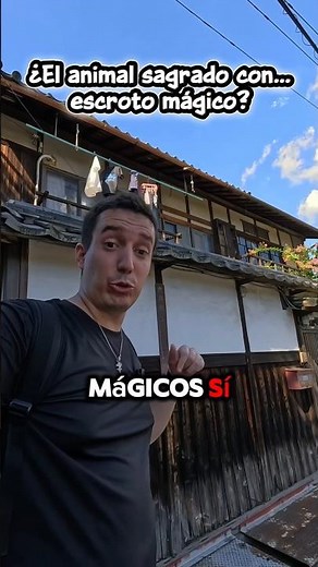 The Secret of the Magical Tanukis: A Curious Japanese Animal 🇯🇵