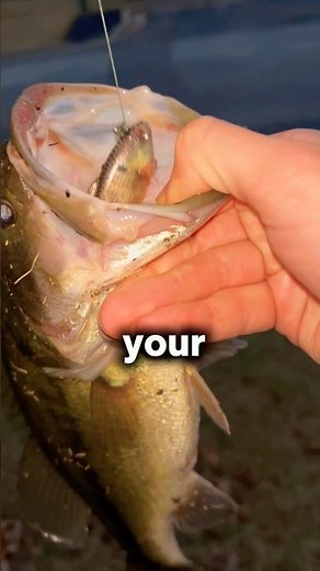 3 Lures That CATCH Winter Bass!🤯