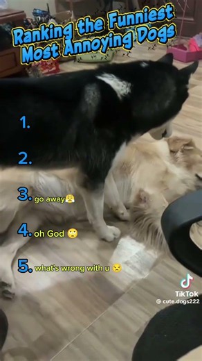 🐶 Ranking the World's Most Annoying Dogs 😂