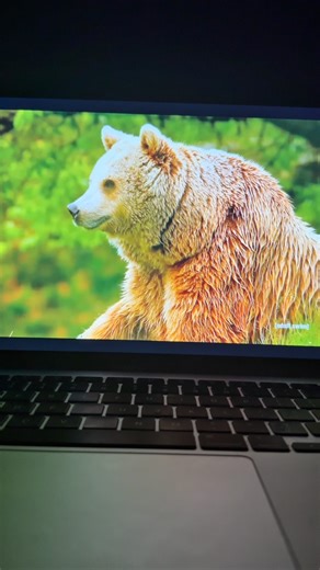 Bryce Vaughn on Instagram: "Short Film: Unedited Footage Of A Bear #adultswim"