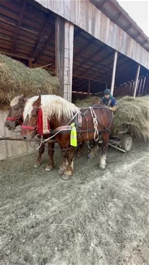 Cine are cai în gospodărie știe cât sunt de prețioși 🙌 #romania