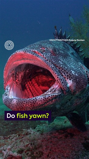 It looks like fish yawn... but they do it for very different reasons to us! Museum scientist Chrissy Williams explains why fish yawn in this week’s Surprising Science. 🐟 #Fish #Ocean #Science #SurprisingScience #NaturalHistory #NaturalHistoryMuseum #London #LondonMuseums | Natural History Museum, London