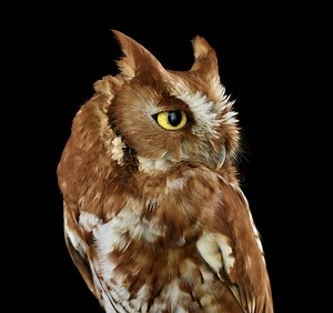 Studio Portraits of Owls That Capture Their Nobility and Personalities