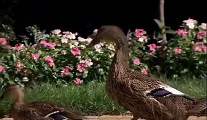 36K views · 2.1K reactions | Enjoy the gabagooL. | New Jersey Devils | Facebook