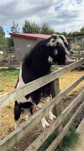 MAD GOAT GETS ANGRY! 😤🐐 (DON’T TEASE!)