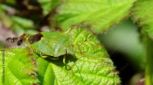 Green Shield Bug or Common Green Shieldbug, Palomena prasina on leaf