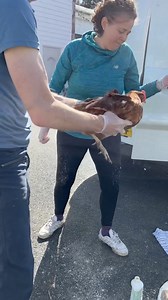 14K views · 247 reactions | The new ladies are 16 months old Retired free range hens who are needing ✨ large ✨ secure homes please apply via email : admin@animals-in-need.org Please submit your details via email only and bear with us as we process requests! These ladies are £5 each and are mite and scaly leg treated on arrival today. | Animals In Need Northamptonshire | Facebook