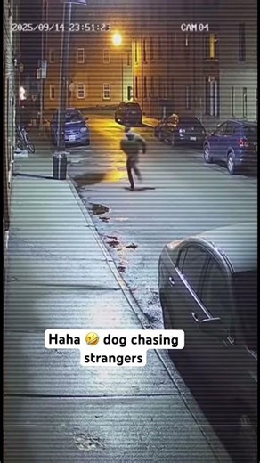 Dogs chasing strangers. #funny #trending #shorts #fypシ #doglife