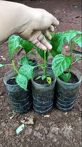 4.1M views · 49K reactions | Trik Cabe Tumbuh Subur Dan Berbuah lebat #cabe #pertanian #tipsberkebun #caraunik | Kodam Grow | Facebook