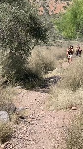 36K views · 234 reactions | Check this out! A mama bear and her cubs were caught on camera at Big Bend National Park recently! The park website estimates there are only 30-40 black bears living in Big Bend.  Jaqueline Martinez | Anthony Franze | Facebook