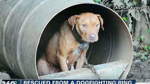 Rescued dogfighting pups get TLC