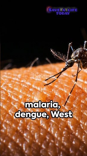 3 steps to Protect yourself from mosquito borne diseases.