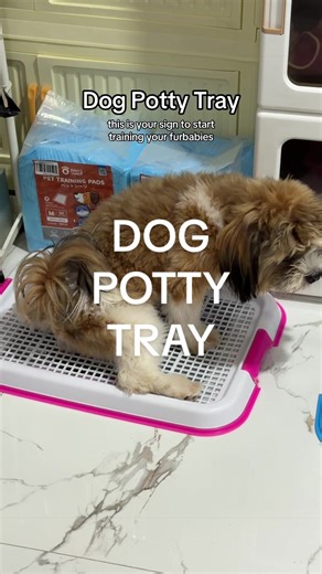 Start Potty Training Your Furbabies Today!