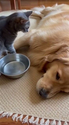 Help my friend shower