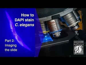 How to DAPI Stain C. elegans Part 2: Imaging the Slide