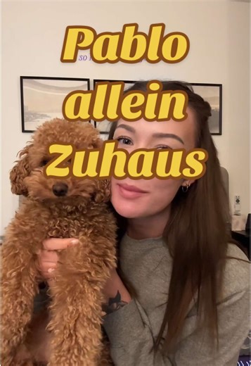 Hund alleine lassen - Ich bekomme jeden Tag so oft Fragen wie ich es geschafft habe, dass Pablo so gut alleine bleiben kann. (8-9h) Wie ich das gemacht habe erkläre ich euch in diesem und dem nächsten videos Allein bleiben Hund #hundalleinelassen #alleinbleibtraining #hundalleinzuhaus #pudel #zwergpudel #toypudel #gassi #gassigehen #hundefutter #beifuß #leinenführigkeit #poodle #toypoodle #dog #walkie #dogmom #petsdeli #mother #welpe #junghund #doodle #pudelmix #dog #hund #hundeerziehung