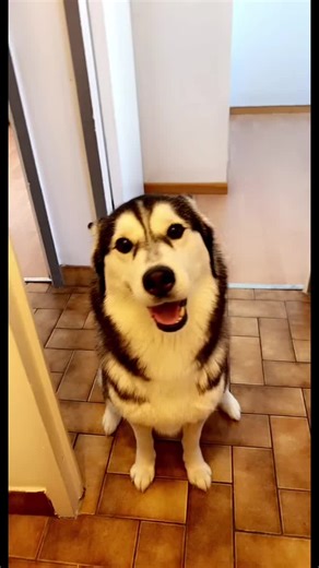 Playful Siberian Husky in a Home Environment