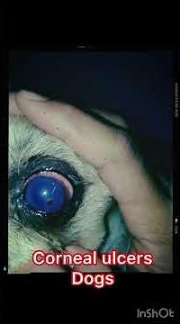 Corneal ulcers in dogs #VetLife#DogHealth