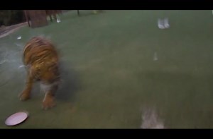 A tiger showing off his speed.