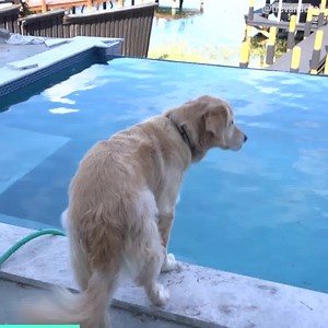111K views · 1.8K reactions | Surprising our dogs with their new pool... | TmarTn | Facebook