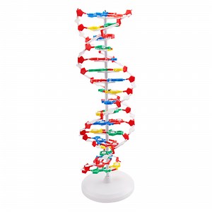[Hot Item] DNA Molecule Structure Model/Biological Model