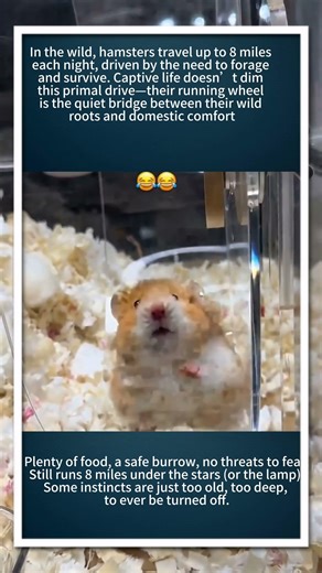 The Real Reason Hamsters Cannot Stop Running#SyrianHamsterWheel #shorts #hamster #cutepets