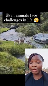 9.6K views · 62 reactions | Even animals face challenges in life 樂 | Nneoma Kadonzvo | Facebook